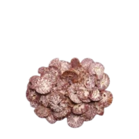 Shupari Kacha 10 pcs