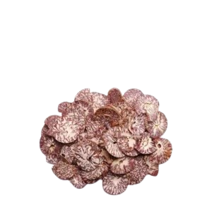 Shupari Kacha 10 pcs